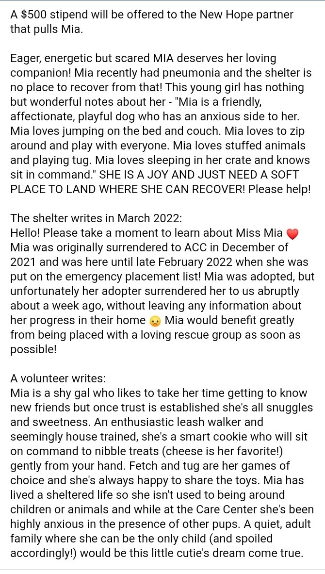 ginachron's tweet photo. #NYCACC
IN GREAT DANGER
TBK THU 4/21
> 3k Stipend/Pledges
MIA 11m #133307🆘
Overlooked! A great vol favourite, baby Mia zips about w toys, shy then loving new friends +brims w joy. Anxious in shelter +needs N East Foster or Adopter w no dogs +a soft place to land. Kids13+ LINKS⬇️ https://t.co/vnGQ3Yy4Wq