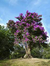 Trinitaria arbórea (Bougainvillea spectabilis  var parviflora) 
F Nyctaginacea
Honra su nombre al botanico  frances de Quebec, Bouganville,#parquedeleste, es flor nacional de Costa Rica, sus hojas irritan las mucosas del ganado y el te de sus flores bajan la fiebre, muy atractiva