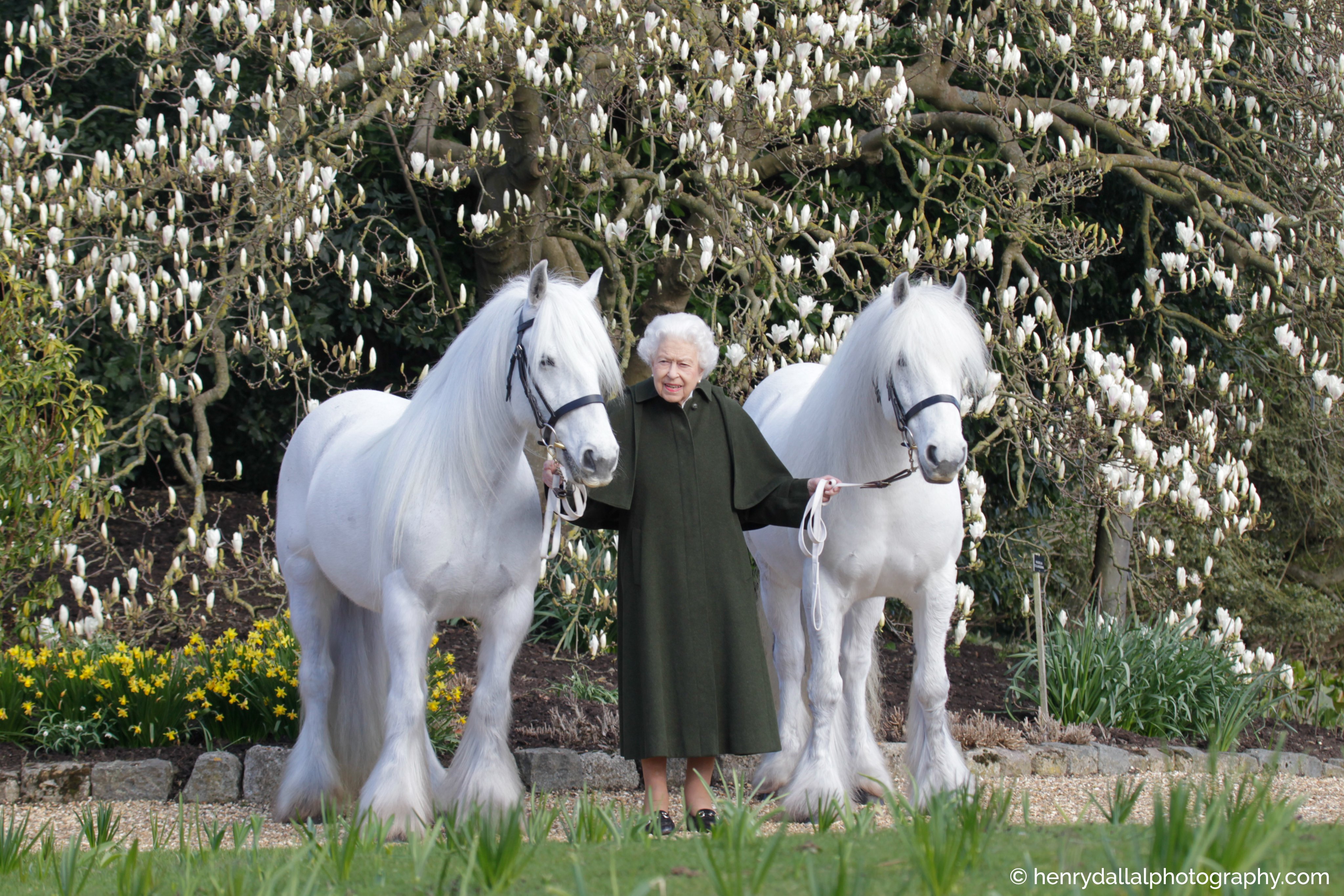 The Royal Family on Twitter: "Ahead of The Queen's 96th Birthday tomorrow,  @windsorhorse have released a new photograph of Her Majesty. Taken last  month in the grounds of Windsor Castle, The Queen