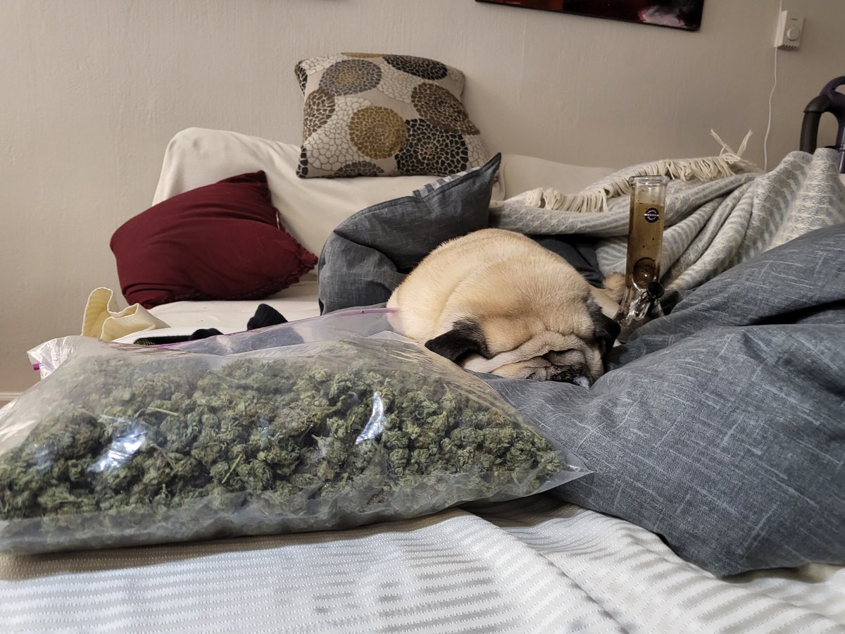 Happy 420 to those that celebrate. Neither me or the pug were high during this shoot. 😁