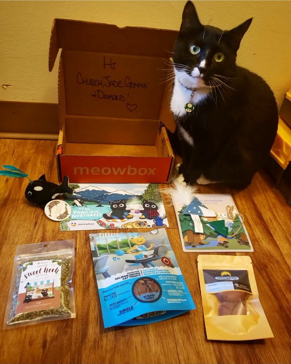 youhavecrabs207's tweet photo. Jade got her first meowbox
#cats #cat #kitty #animal #pet #meowbox #subscribtionbox https://t.co/pMPde8OS6B