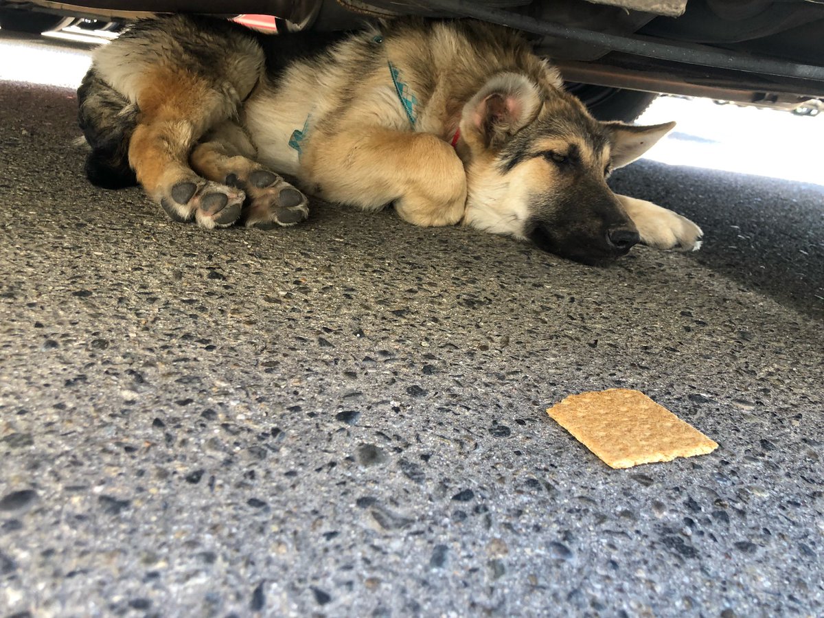 EmmanuelGee_'s tweet photo. Did anyone loose a German Shepherd around the Selma Hospital? It’s still a puppy and is very scared🥺 
pls let’s find the owner! https://t.co/LRsecCGJis