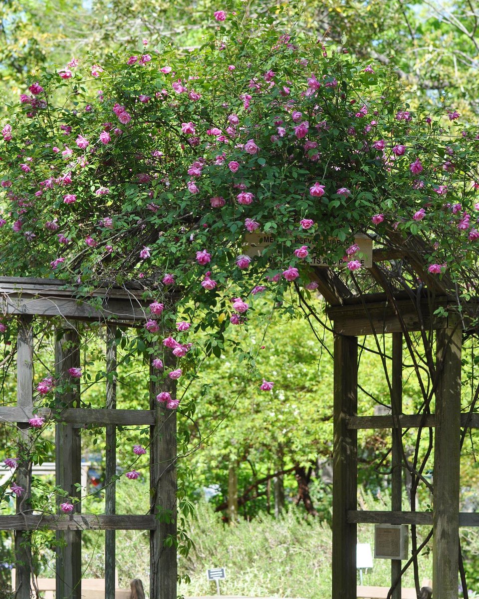 NCBotGarden's tweet photo. The rose entrance arch to our Herb Garden is in full bloom! This rose cultivar (Rosa 'Old Blush') was developed centuries ago in China — possibly as long as 1,000 years ago — and introduced to Europe in the mid-18th century. It produces flowers through much of the growing season. https://t.co/2sPz1ESMZR
