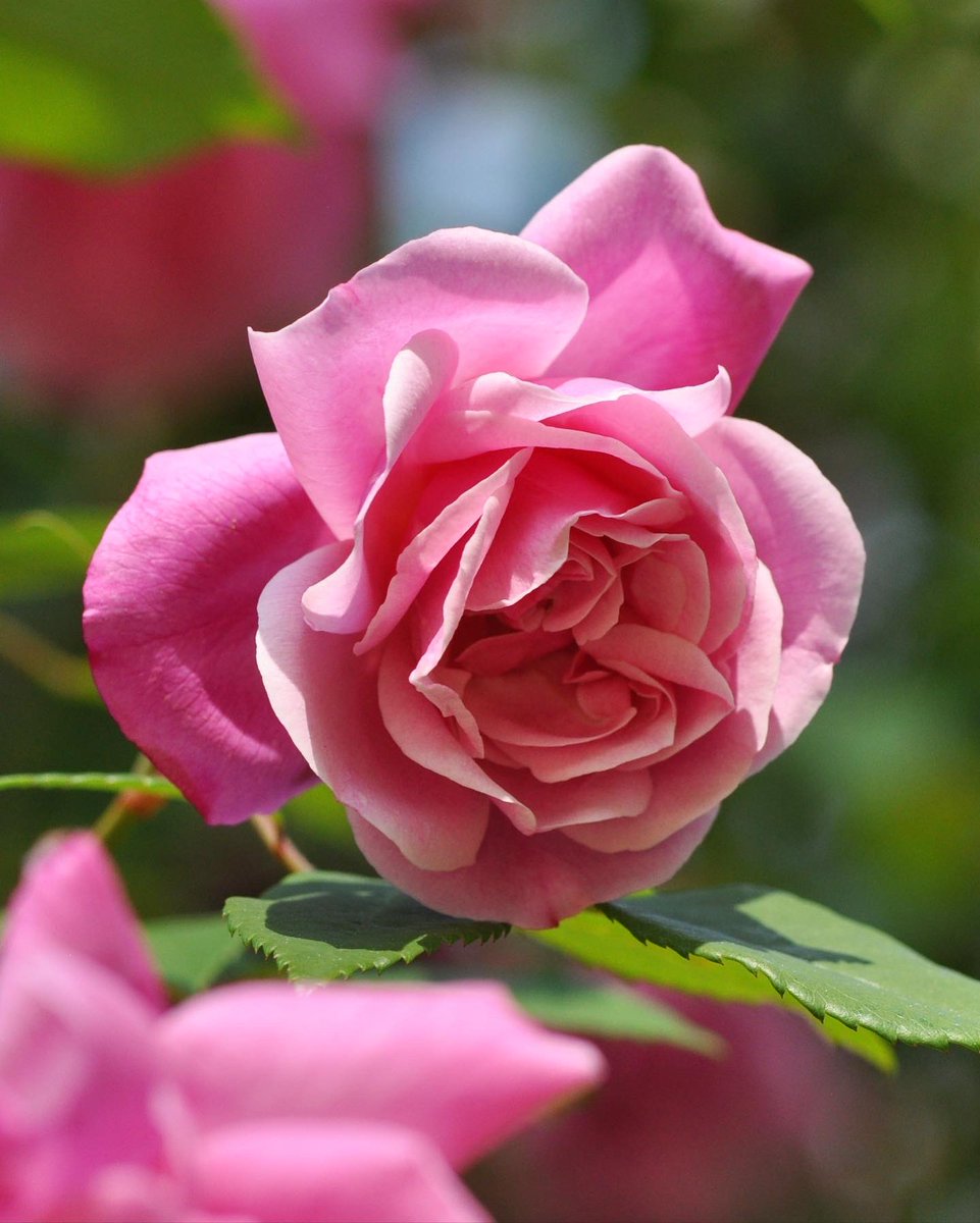 NCBotGarden's tweet photo. The rose entrance arch to our Herb Garden is in full bloom! This rose cultivar (Rosa 'Old Blush') was developed centuries ago in China — possibly as long as 1,000 years ago — and introduced to Europe in the mid-18th century. It produces flowers through much of the growing season. https://t.co/2sPz1ESMZR
