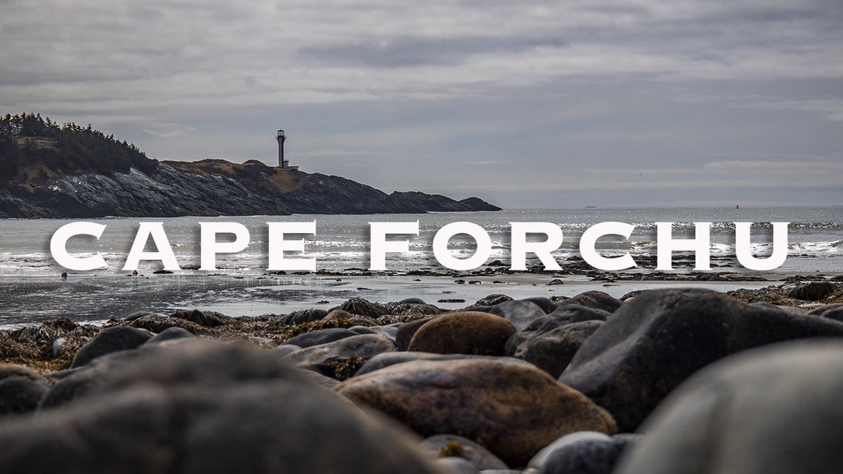 Cattle Dogs & Company tweet media