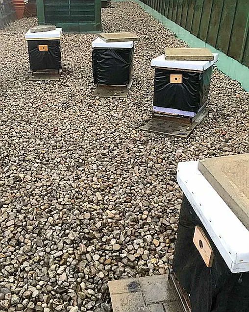 beegrrlTO's tweet photo. While we are all yearning for warmer spring weather in Toronto it's important to keep our wraps on until the nights warm up outdoors @fairmontryh @torontobees 

#urbanbeekeeping
#Toronto 
#torontobeekeeping https://t.co/MQpmtsYmEi