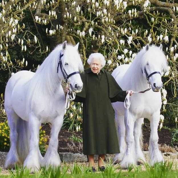 AbriltheDuchess's tweet photo. Isabel II cumple 96 años mañana y nuevamente eligió a sus caballos para sus fotos oficiales. https://t.co/obE6FIWsjd