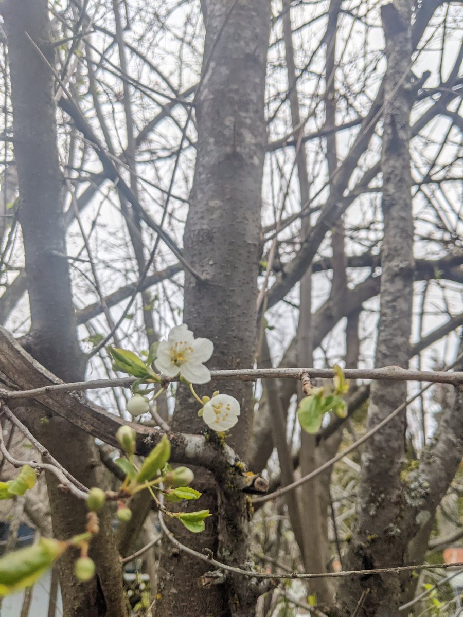 odiesislandlife's tweet photo. Happy #420day !!! Here are some other buds I found on my walk today lol #islandlife #westcoast #latespring #buddingtrees https://t.co/I5QRLfx7py