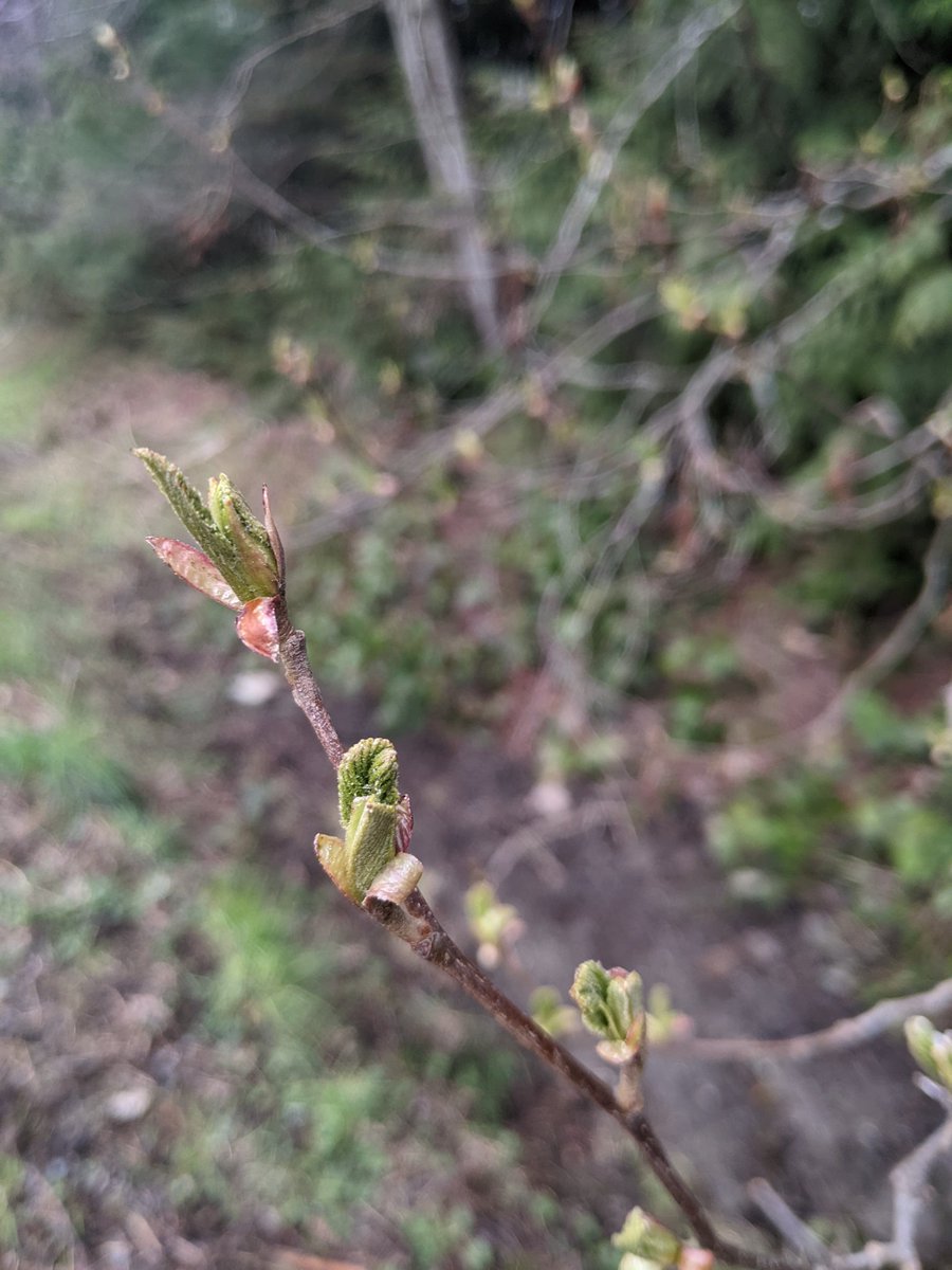 odiesislandlife's tweet photo. Happy #420day !!! Here are some other buds I found on my walk today lol #islandlife #westcoast #latespring #buddingtrees https://t.co/I5QRLfx7py