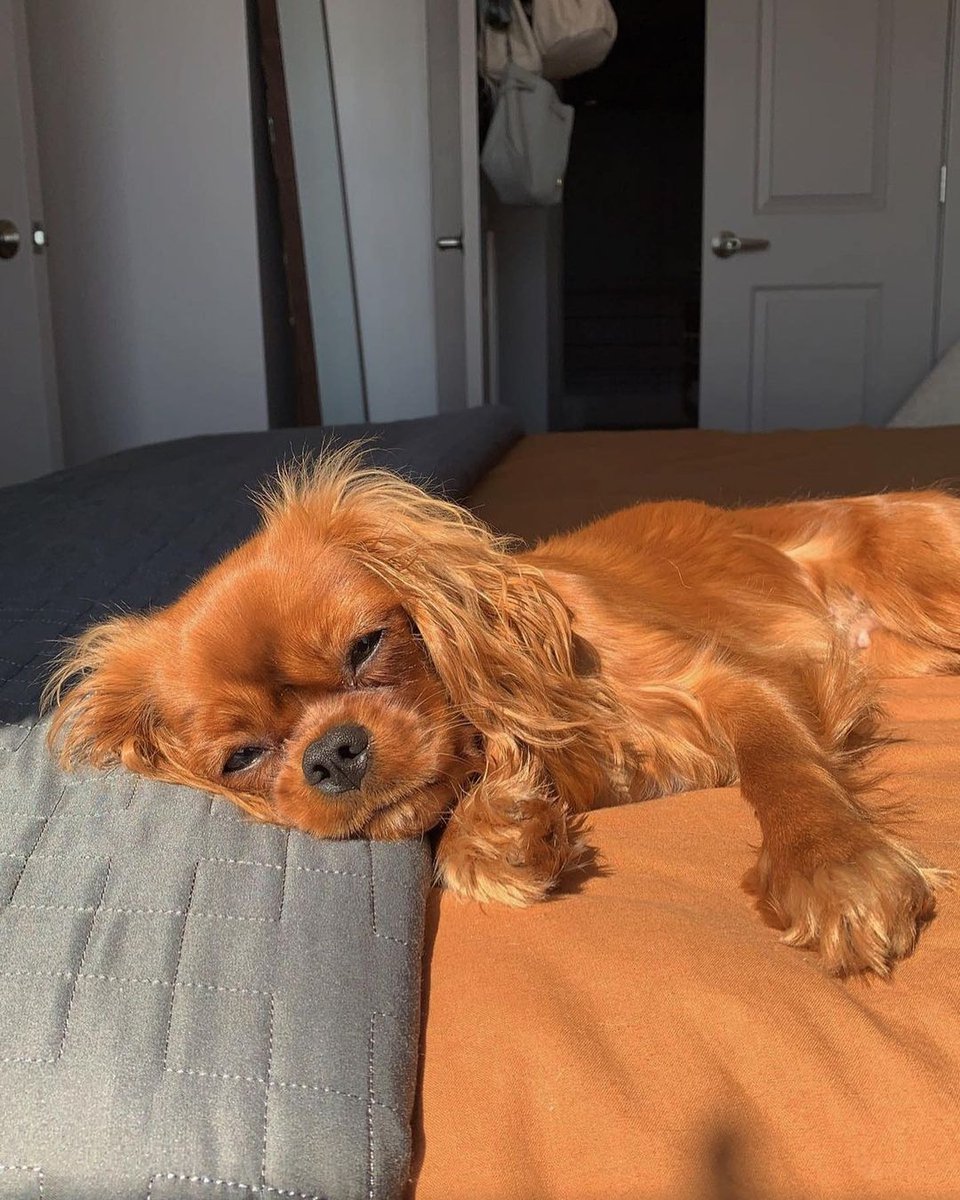 We love how much your dogs love our blankets 😍