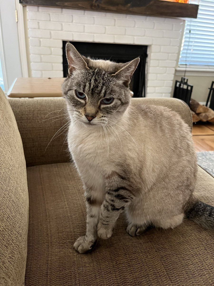 TacoforFive1's tweet photo. Sylvia is about to attack me for no reason. She woke up like this today. #help #Sylvia #MeanKitty https://t.co/mdVF6RLCNC