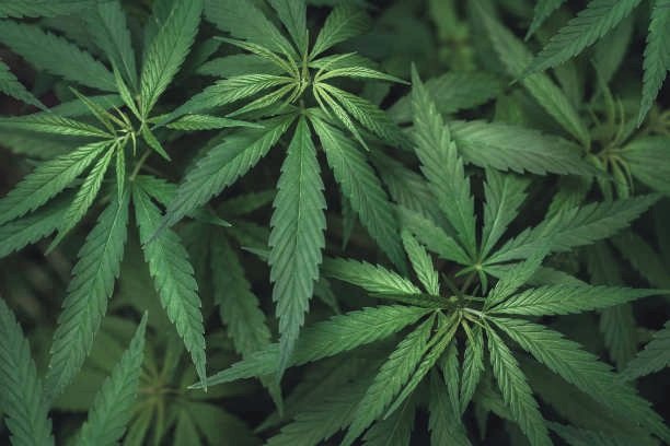 GuineoNegrito's tweet photo. HAPPY 4/20!!!🌿😛.. Colorado the first state to legalize this beautiful plant!!!

RT if you are in the state of CO or had been in here☮

#420 #marijuana #Colorado https://t.co/4OjKUW6Da5