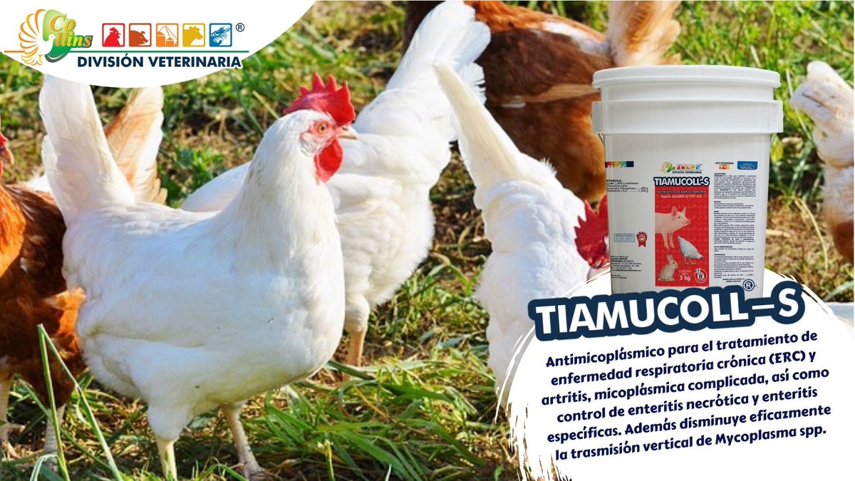 cdveterinaria's tweet photo. TIAMUCOLL-S, antimicoplásmico  para administración en agua o alimento. Si quieres conocer más beneficios de este producto, contáctanos y  síguenos en nuestras redes sociales. #FelizMiercolesATodos https://t.co/quPwUIOThK