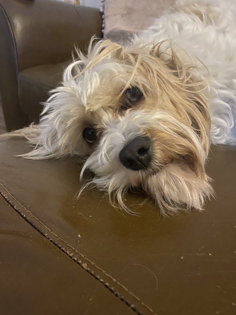 Milllsee's tweet photo. Daisy getting ready to audition for Fagan #pickapocketortwo https://t.co/xPQElRFN3b