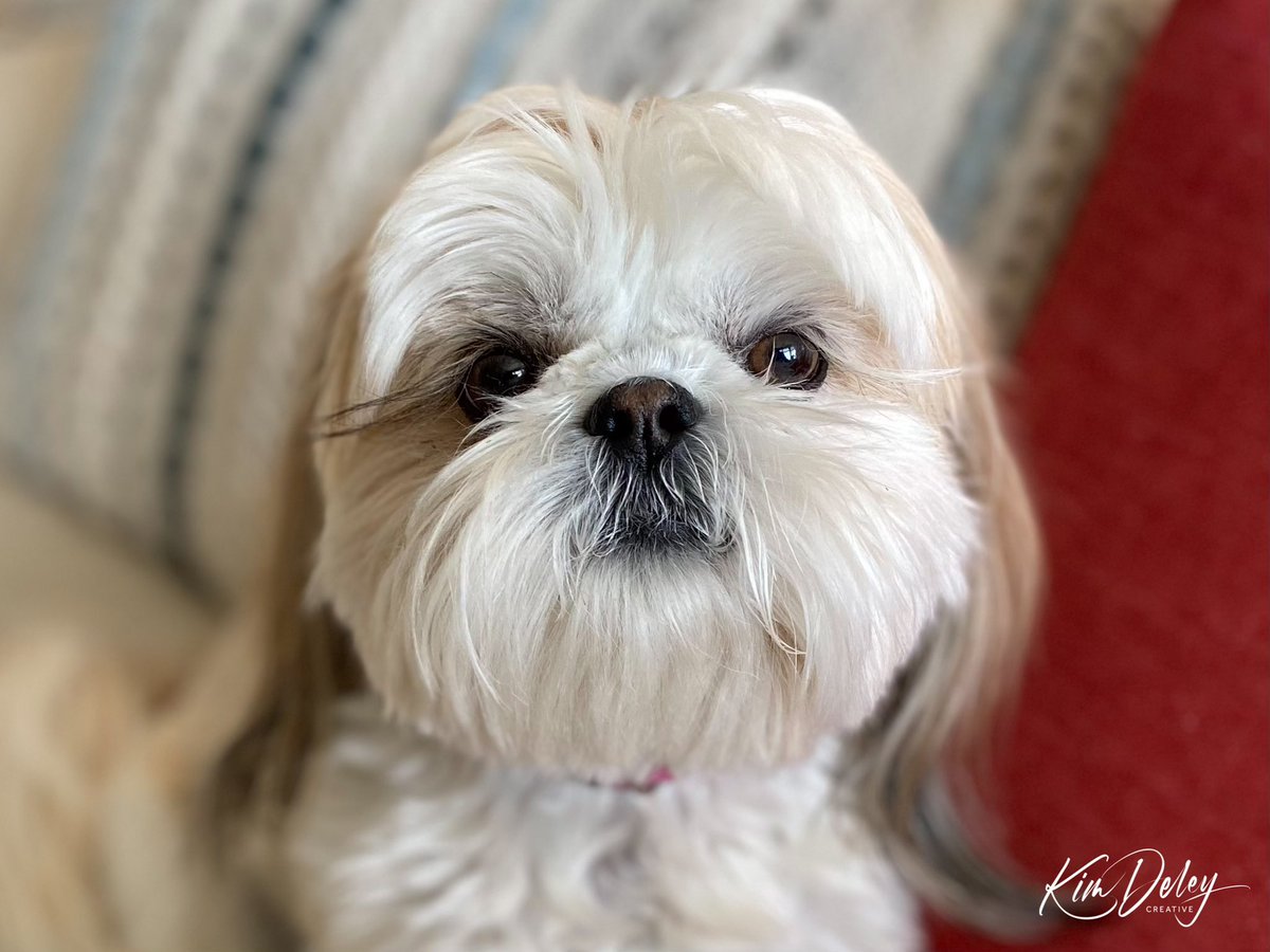 MingxiTzu's tweet photo. Team! I gots up and everyfing was all white again. Now everyfing is brown again. When will everyfing be green again? ♥️🌻🐾🇺🇦

#dogsoftwitter #AlbertaSpring #bekind #MingxiTzu https://t.co/sVfymu5bh3
