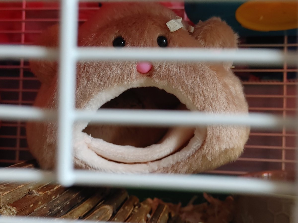 BabyKRx's tweet photo. i bought my hamster a new bed for its cage, it hasnt came out since i bought it, he 🧡's it #DwarfHamster #Hamster https://t.co/vA4UWT1eJg