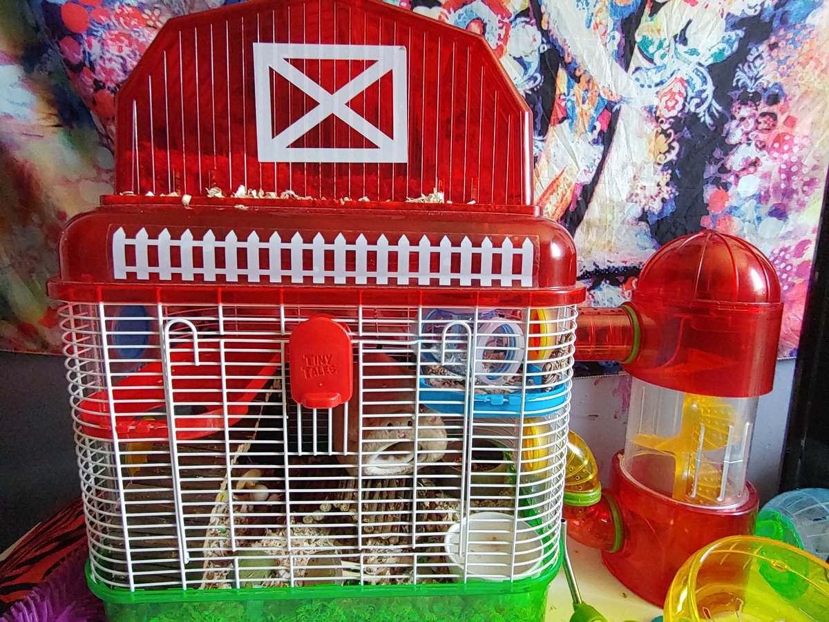 BabyKRx's tweet photo. i bought my hamster a new bed for its cage, it hasnt came out since i bought it, he 🧡's it #DwarfHamster #Hamster https://t.co/vA4UWT1eJg
