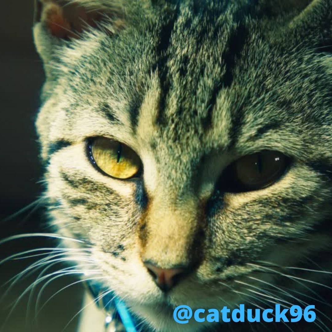 Catduck96's tweet photo. Never try to out-stubborn a cat.โ
#cat #carduck #cats #catmodels #catlovers https://t.co/0XfuOCqYZh