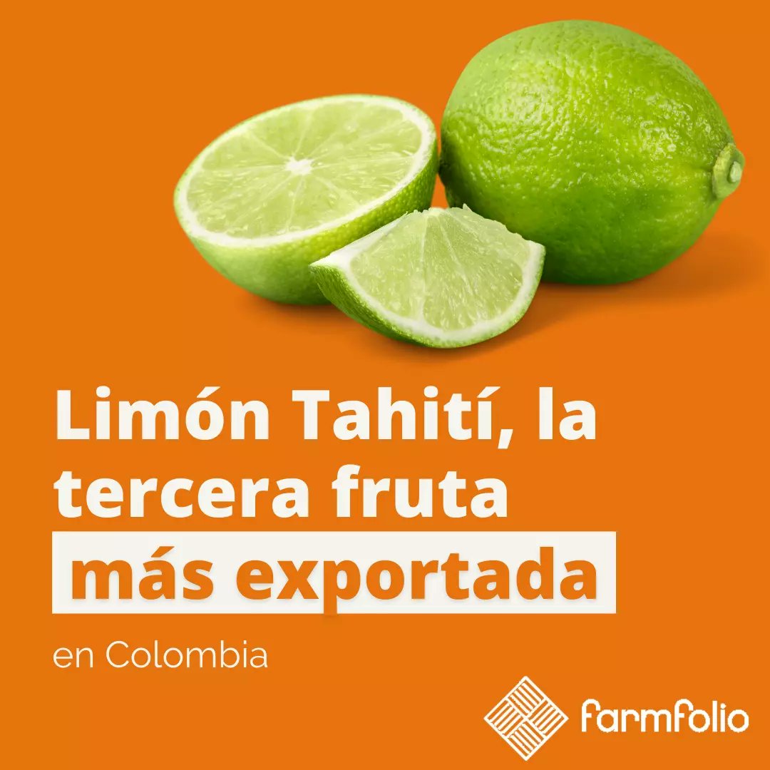 farmfoliocol's tweet photo. El limón Tahití es la tercera fruta más exportada en Colombia, después del aguacate🥑 y el banano🍌. 

Además, desde el 2016 hay un aumento del 34% en el consumo anual del limón Tahití. 

Esto representa una gran oportunidad para diversificar la produccion de este cítrico. 
#agro https://t.co/OsAW6dodqx