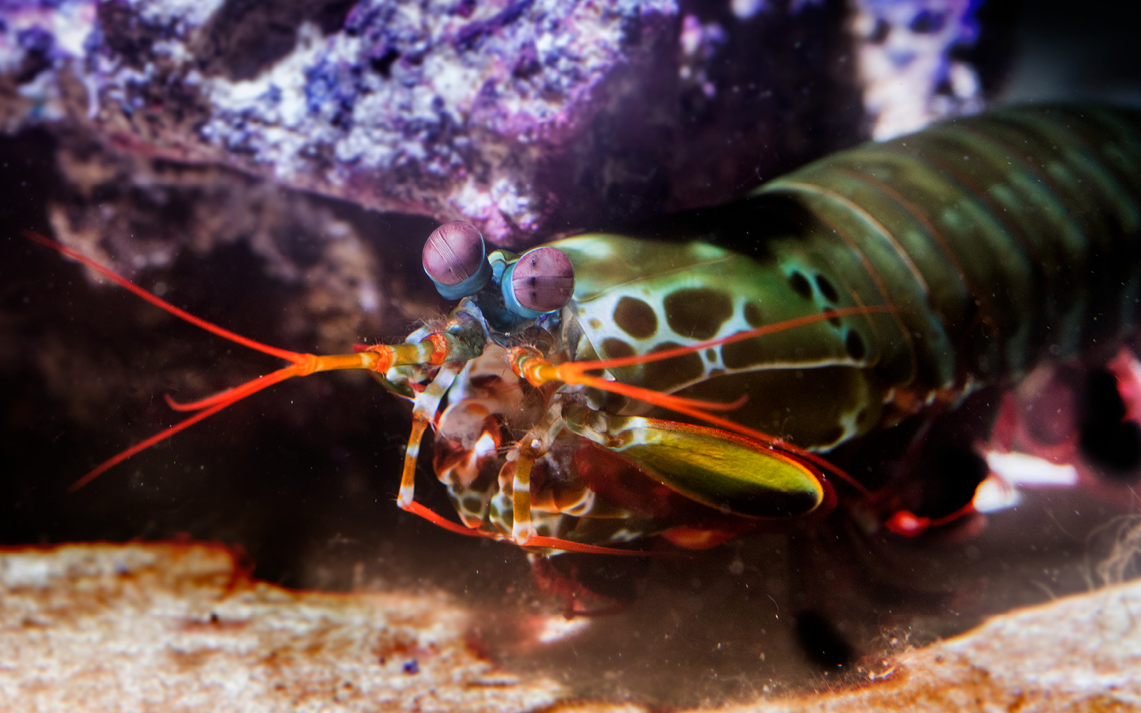 Shedd Aquarium on Twitter "Strong Mantis shrimp can pack a punch