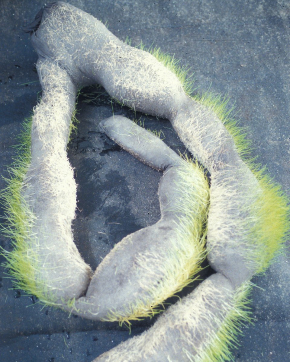 In the mid-80s, I filled pantyhose with soil and grass seeds to create sausage forms. I watered them observed them turning into green hairy leg shapes. It was an exploration of life’s self-making ability as a sculptural process. #pantyhose #retrospective