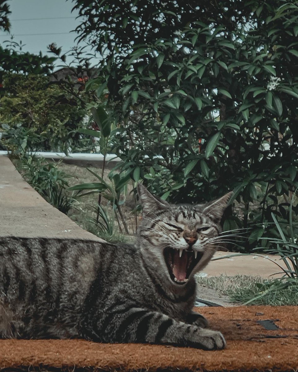 Cratic_'s tweet photo. @_kimelia #4Challenge a cat sleeping ! This bitch ass woke up.. lol but I hope this counts lol it’s still a cat 😅 https://t.co/Q52gUTGaY6