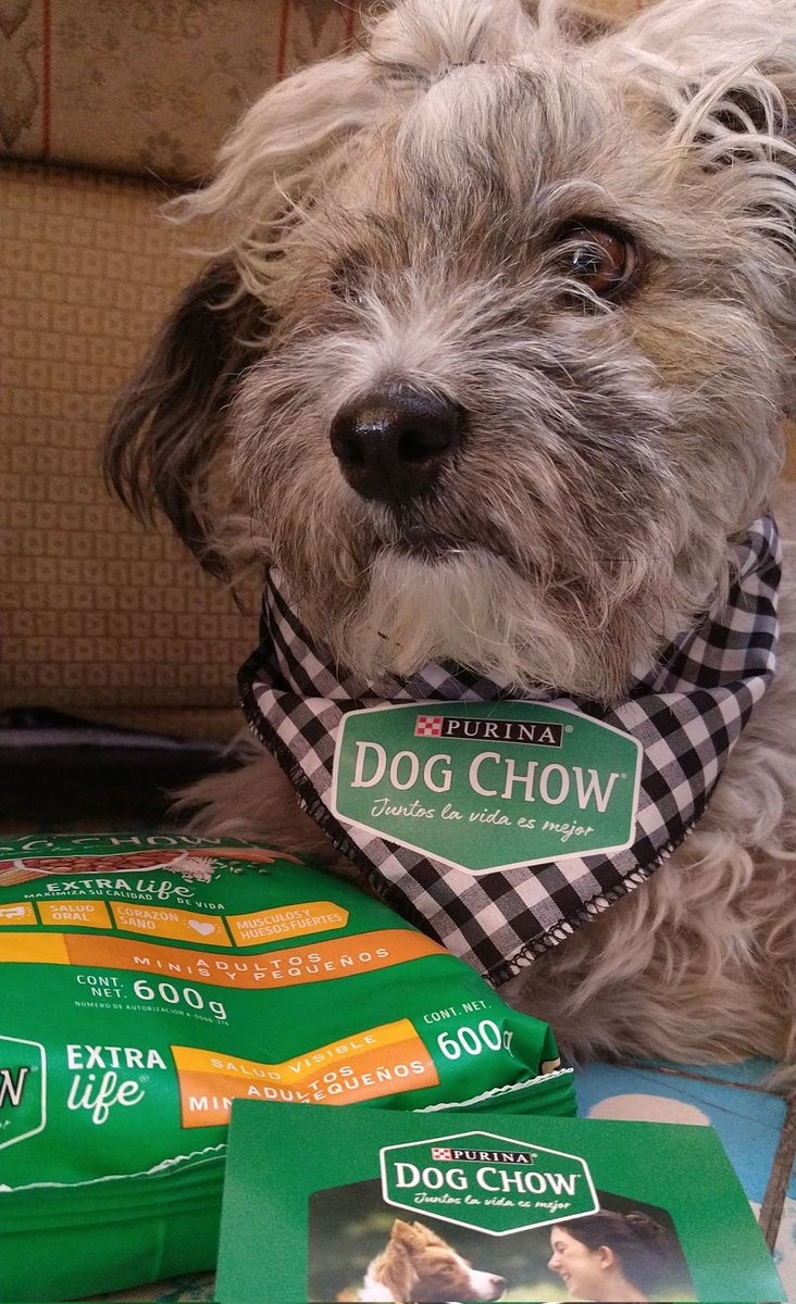 dmelschr's tweet photo. Una pequeña pausa para admirar a mi Keeva preciosa con sus regalos de @InsidersLatam y @Purina_DogChow para que siga disfrutando de una alimentación balanceada y maximizar su calidad de vida 💚✨ #DogChowInsidersMx #ExtraLifeInsidersMx #Keeva https://t.co/clalBiDiXO