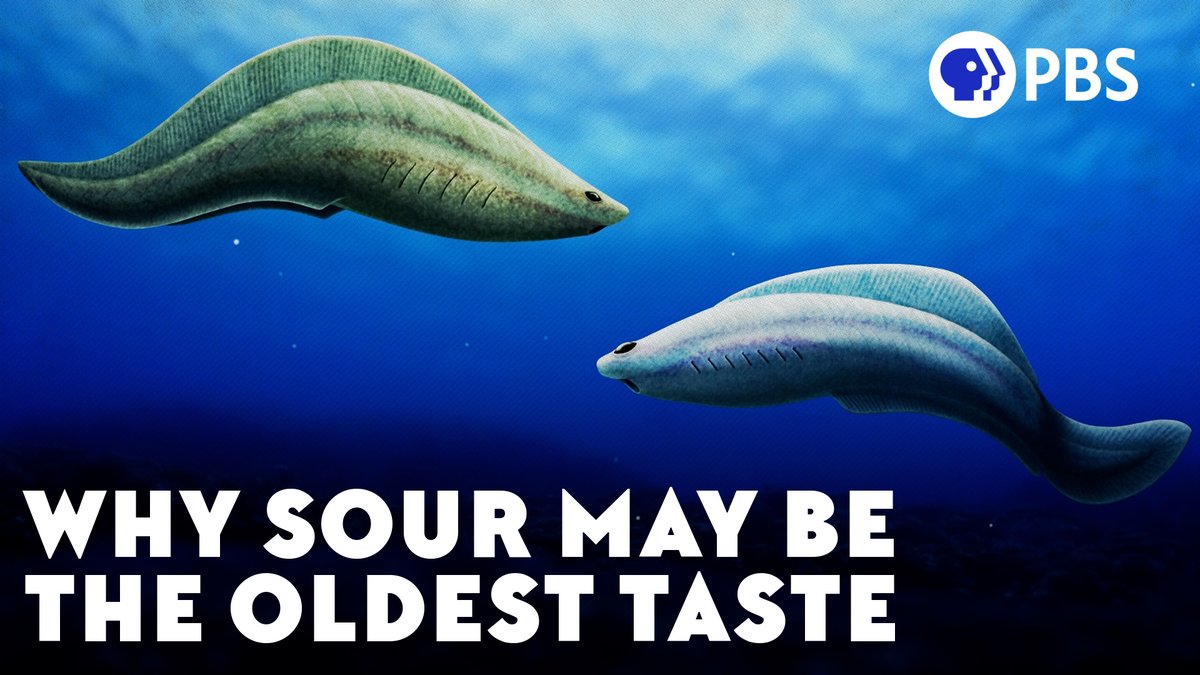 EonsShow's tweet image. New episode! While sour taste's original purpose was to warn vertebrates of danger, in a few animal groups, including us, its role has reversed. The taste of danger became something it was dangerous for us to avoid. youtu.be/XXgd_cNZSvk