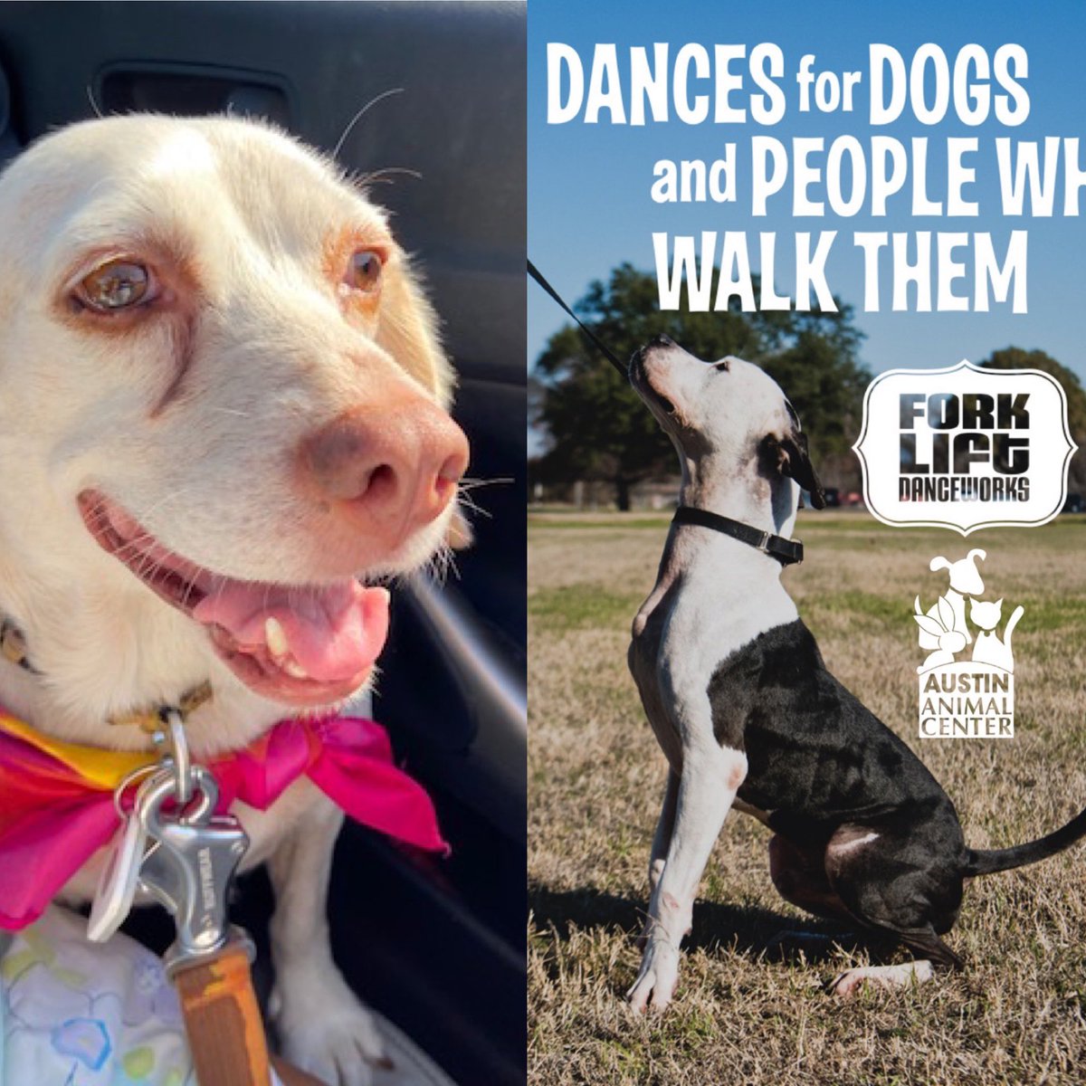 Ruthie and I will be among the “celebrity” performers at Dances with Dogs on Saturday at 2 pm at @austinanimals . Come join the fun! @ForkliftDance always puts on an amazing show 🐶.