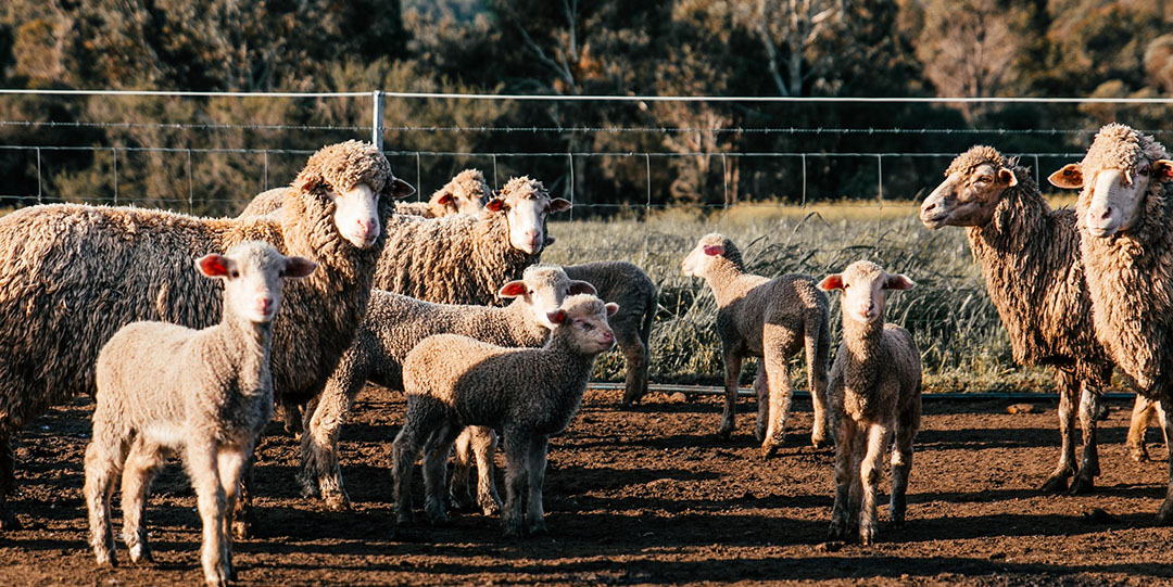 A 25% reduction in methane emissions from Aust livestock is the exciting goal of a $19m research collab between UNE, @MeatLivestock Australia (MLA), @NSWDPI &amp; @AngusAustralia. UNE’s Prof @JuliusVanderWer &amp; Assoc. Prof. <a href="/SamClark_UNE/">Sam Clark</a> will lead 2 projects: okt.to/KThFWg