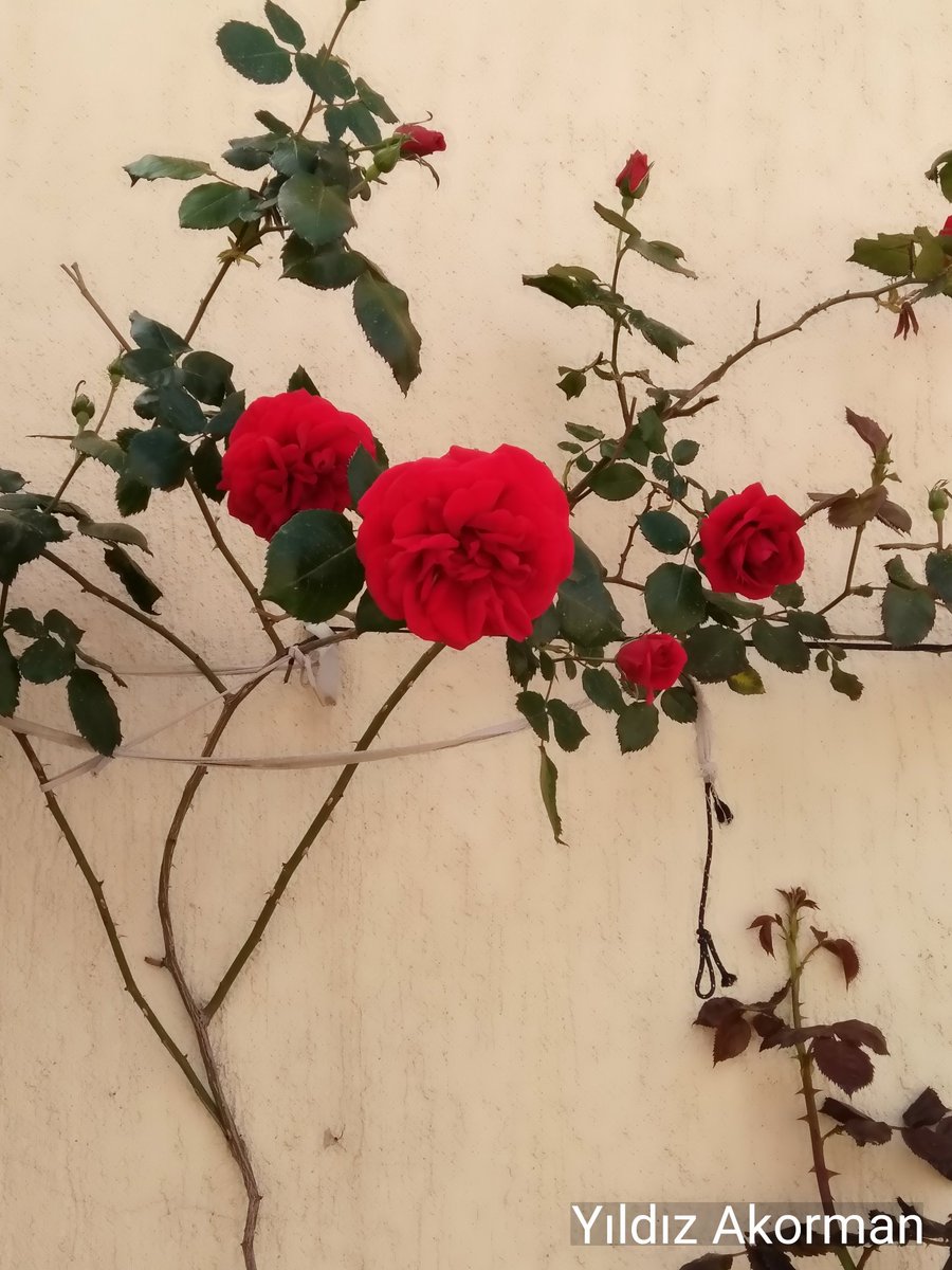 Bir çiçekle bahar olmaz ama her bahar bir çiçekle başlar‼🌹