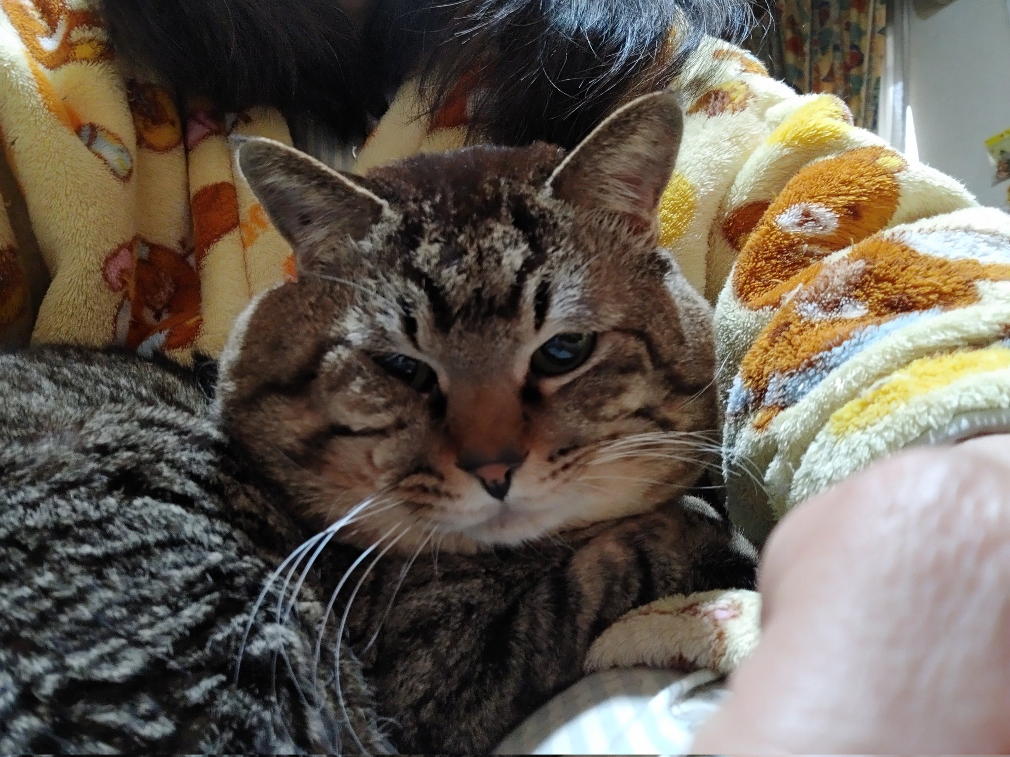偉そうな猫 Twitter Search Twitter