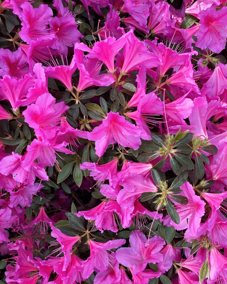 baby doll | 1312 tweet media