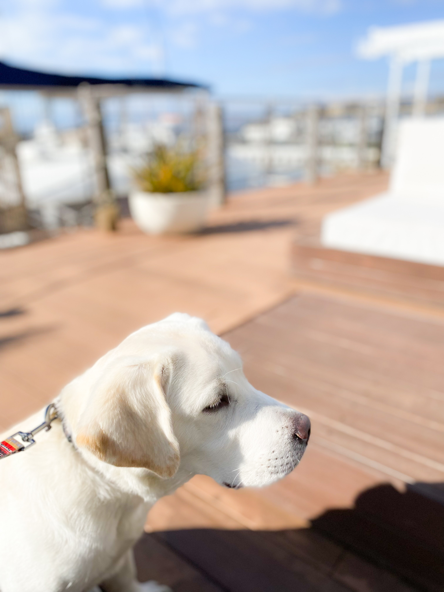 ささきひろこ ライフスタイルエディター 人種差別と同様に 犬種差別 もなくしてほしい 物件探すと 小型犬のみ ばかり 聞くと 大型犬は足音がうるさい 吠える 噛み付く 人を襲う犬もいる からだと 近所でしょっちゅう吠えているのは小 飼い主と