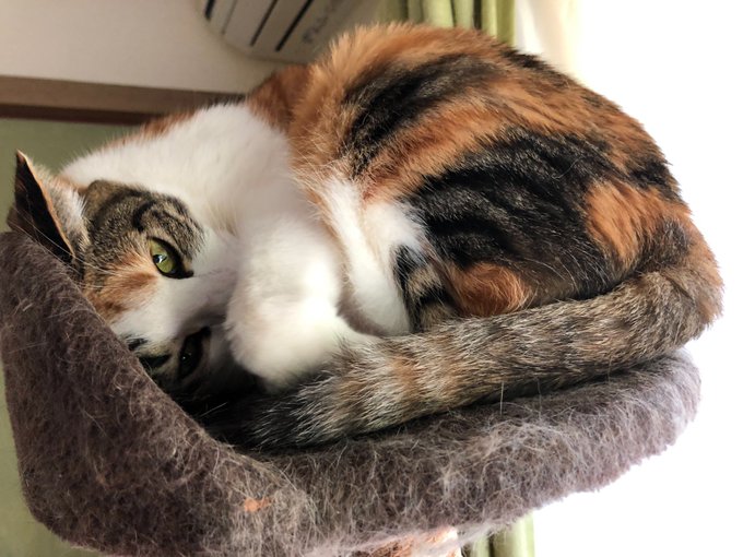 ログインボーナス 