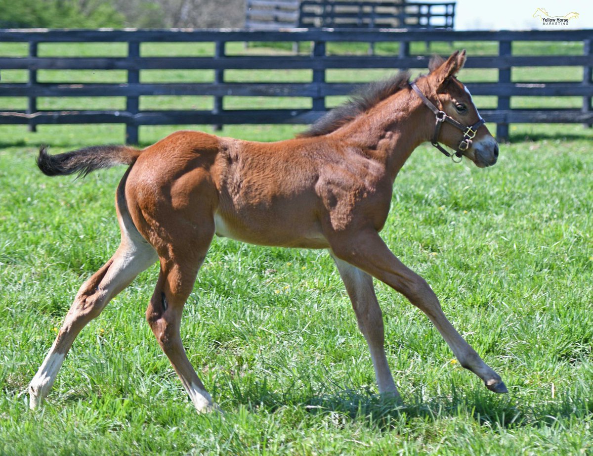 spendthriftfarm's tweet photo. Week 9 Submission 🏇 #FoalDerby
Foal: AUTHENTIC 🌹 filly o/o Truly Gifted
LIKE or RETWEET to cast your vote!
Bred by: Drumkenny Farm @patdrumkenny, American Equistock Inc. &amp; Dromoland Farm Inc.  

Pictured at 4 weeks old
@MyRacehorse https://t.co/YUCaV9sOVA