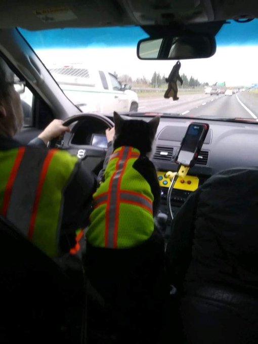A van or car is driving down a highway. The driver is wearing a green/yellow neon hi-vis jacket. Between the front passenger and driver seat there is a cat wearing an identical work jacket. They’re both listening to their favourite music.