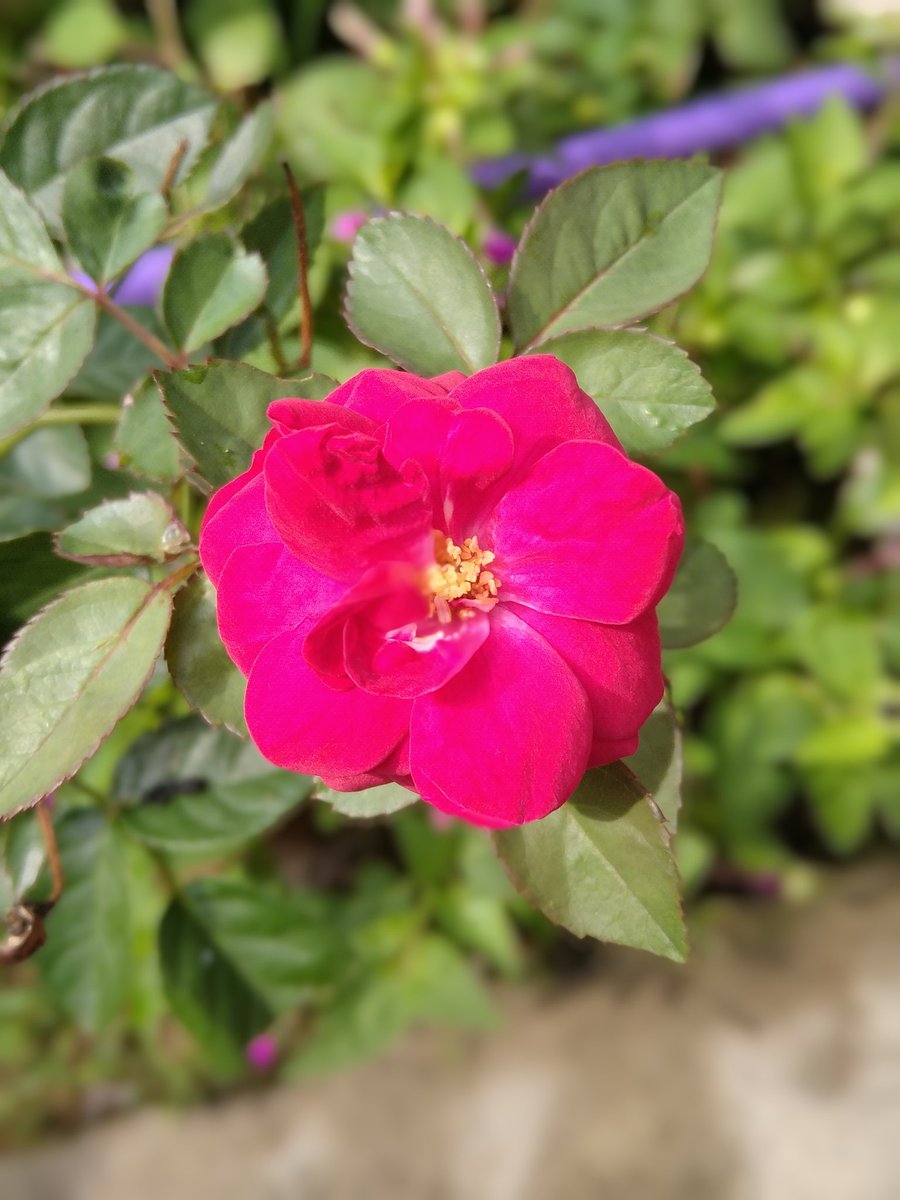 dtech_sl's tweet image. 