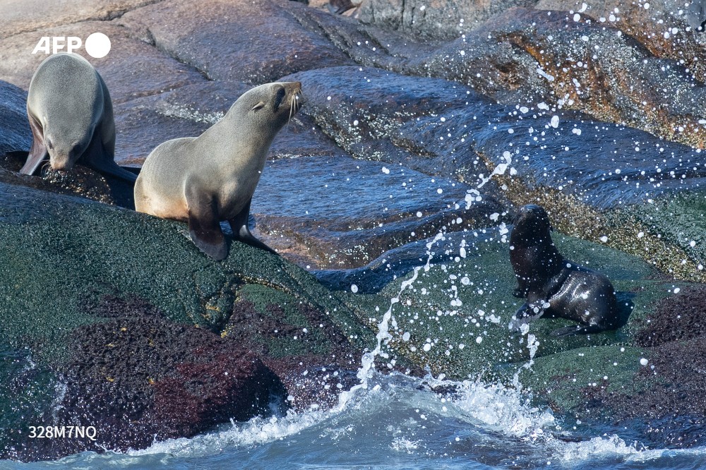 AFPespanol's tweet photo. Integrantes del Foro para la Conservación del Mar Patagónico y Áreas de Influencia navegaron este miércoles frente a la Isla de Lobos, principal reserva de lobos marinos del hemisferio occidental, ubicada a 8 km de Punta del Este #AFP 
📸 @pdporciuncula https://t.co/H8s28QJlcZ