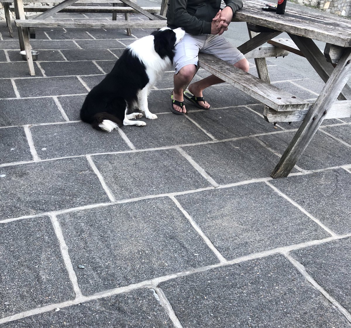 ArchieDog4's tweet photo. This is a complete stranger &amp; apparently this is outrageous dog behaviour 🤷🏻‍♂️🐶🐾💙😂 #dogsoftwitter #moelfre #kinmel https://t.co/O5T0FHHufR