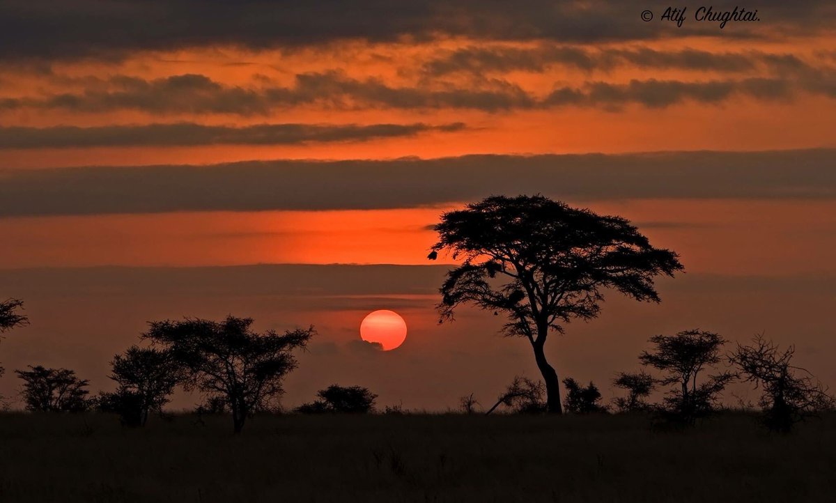 EarthRangerTech's tweet photo. Today's partner spotlight: @kwskenya's @meru_park 

Considered the "complete wilderness," there may be no better sunrise than at Meru National Park. 

📷: @kwskenya https://t.co/chN5h0ovgM