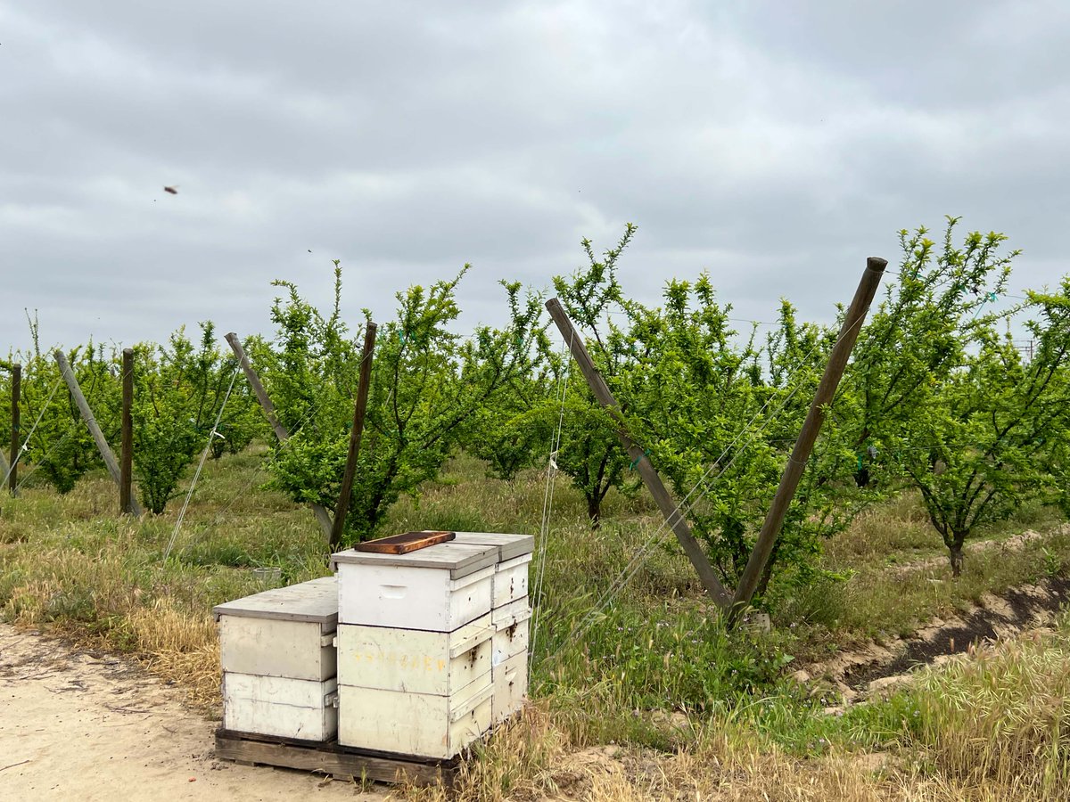 Super excited to finish my digital #beehivetheft story! Also, I actually love that a bee photobombed this picture lol (top left)