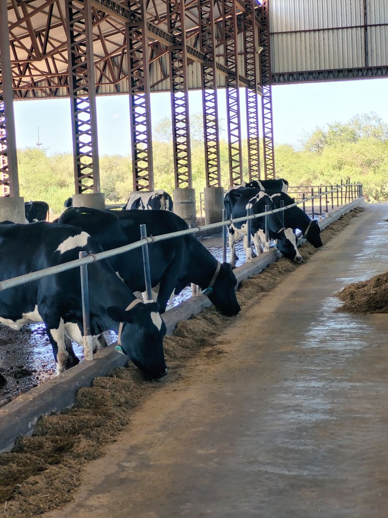 Seguimos fortaleciendo vínculos con aliados estratégicos de la #MFS, en el marco del proyecto #Agroideal. 
En la jornada de hoy conocimos modelos productivos desarrollados en el #Chaco paraguayo, acompañados por <a href="/ideagropy/">Fundación IDEAGRO</a>.