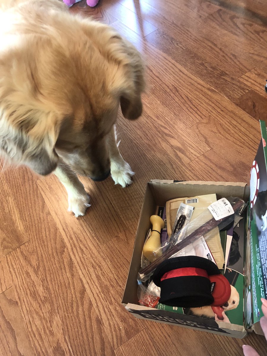 SenatorSassy's tweet photo. I ❤️ @barkbox delivery day! https://t.co/FVFQTjjgAC