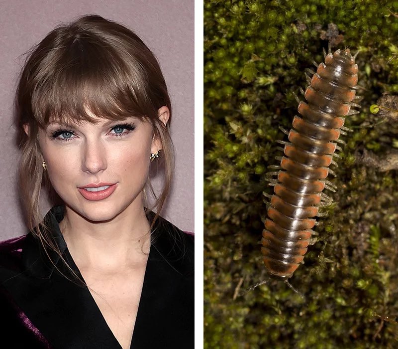 A new millipede species, ‘Nannaria swiftae’, has been named after Taylor Swift. 

The discoverer, entomologist Derek Herren told NPR that his favorite Taylor Swift songs were ‘New Romantics’ and ‘betty’.