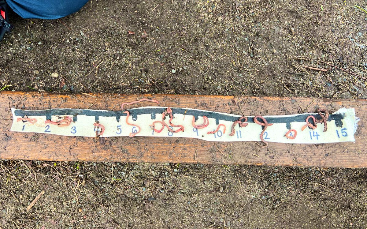 MrsFishSKT's tweet photo. The living number line! We had fun with this rainy day math challenge. Students filled up this number line in a matter of minutes. #demonstratingmathbehaviours #ocsb @StKateriOCSB #ocsbKindergarten #ocsbMath #playbased https://t.co/VF0oT0oqOx