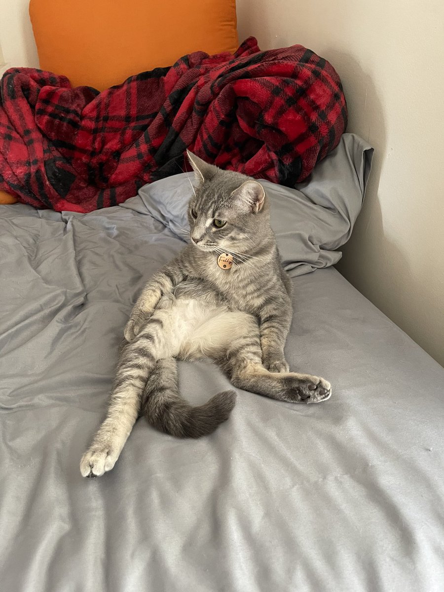 hwebb4633's tweet photo. @fellythekid is so cool, had to name my cat after him https://t.co/TQGgSDhcvw