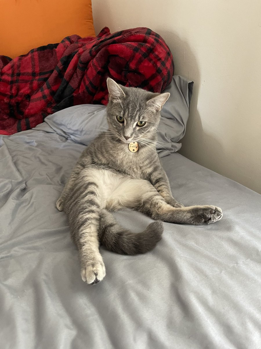 hwebb4633's tweet photo. @fellythekid is so cool, had to name my cat after him https://t.co/TQGgSDhcvw