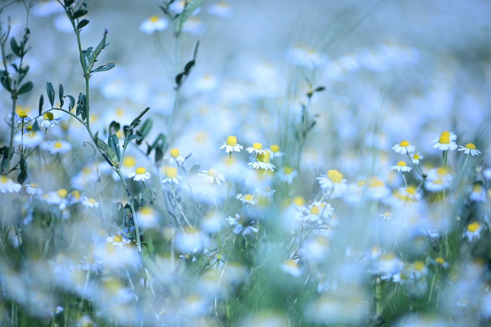 Twitter এ Waka おはようございます カモミール畑を見つけました 初夏のイメージですが 春に咲くのがジャーマンカモミール 夏 に咲くのがローマンカモミールらしいです レンゲと混ざり合って白さが際立ってました T Co Weff2g2e2n ট ইট র