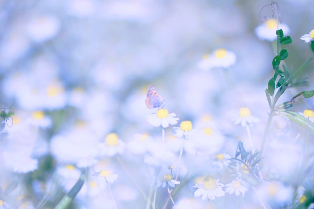 Twitter এ Waka おはようございます カモミール畑を見つけました 初夏のイメージですが 春に咲くのがジャーマンカモミール 夏 に咲くのがローマンカモミールらしいです レンゲと混ざり合って白さが際立ってました T Co Weff2g2e2n ট ইট র